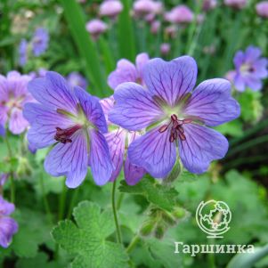 

Герань Филипп Ваппель