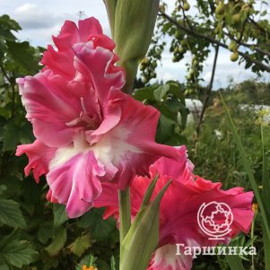 

Гладиолус Новый кардинал