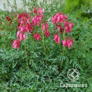 

Дицентра Стюарт Бутман исключительная