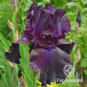 

Ирис бородатый Суперстишн