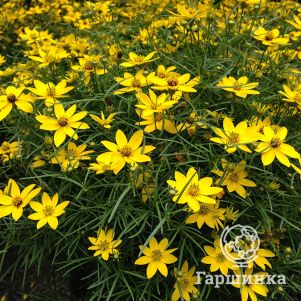 

Кореопсис Загреб