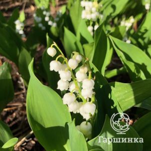 

Ландыш майский Бордо