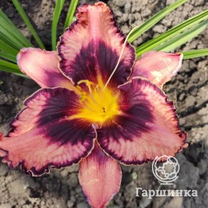 

Лилейник Овесом Блоссом