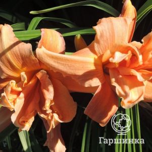 

Лилейник Флауэр Баскет