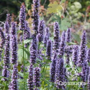 

Лофант (Агастахе) Блэк Аддер