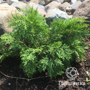 

Микробиота перекрестнопарная