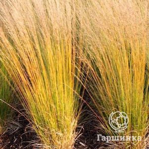 Молиния Хайдебраут