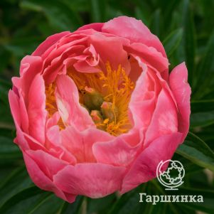 

Пион Пинк Хавайан Корал