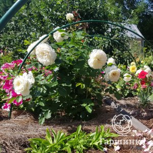 

Роза Транквилити, Д.Остин кустарниковая (лиц)