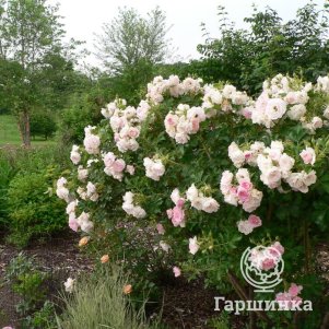 

Роза Поларис Мейян (лиц)