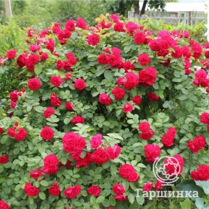 Роза Хансалэнд ругоза лиц 1190₽