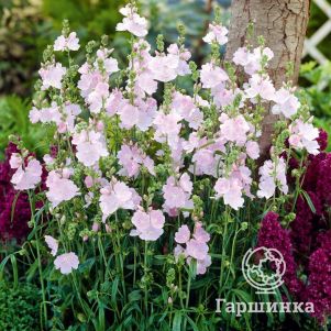 

Сидальцея Литл Принцесс