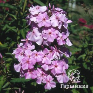 

Флокс метельчатый Лилак Тайм