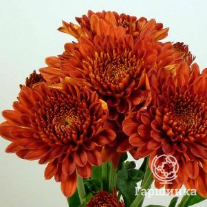 

Хризантема Литлтон Ред