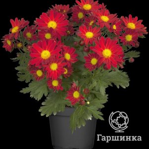 

Хризантема Пемба Ред горшечная
