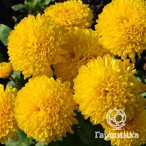 

Хризантема Помпон Йелоу