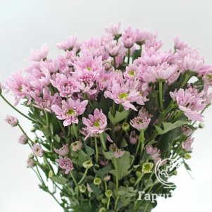 

Хризантема Помпон Лилак