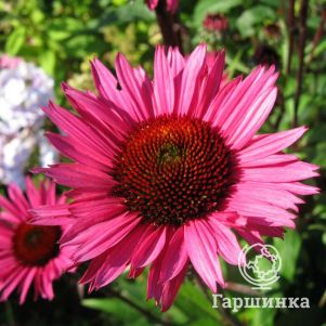 Эхинацея Фатал Эттрэкшн