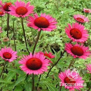 

Эхинацея Винтаж Вайн пурпурная