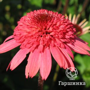 

Эхинацея Расберри Трафл