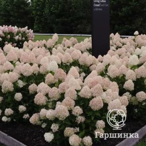 Гортензия Коттон крем Хлопковый крем метельчатая 220₽