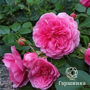 

Роза Пинк Свани, Мейян (лиц)