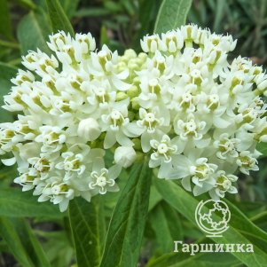 

Ваточник Уайт Супериор