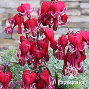 

Дицентра красивая Бенинг Хартс