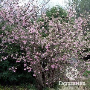 

Калина Фаррера (Калина пахучая) зимнецветущая розовым