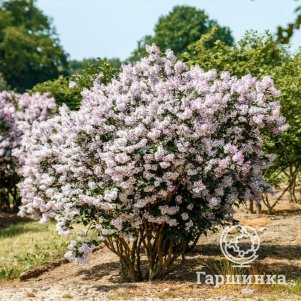 Сирень Мисс Ким