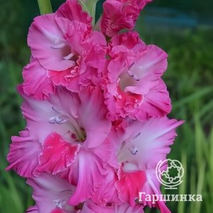 

Гладиолус Вечорка