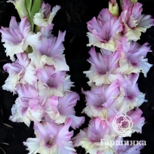 

Гладиолус Евгений Миронов