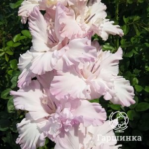 Гладиолус Старый Невский