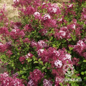 Сирень мейера Ред Пикси