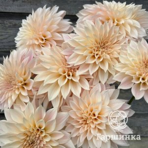 

Георгина Кафе о Лейт (МАКСИ) декоративная