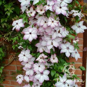 

Клематис Фонд Меморис (Теплые воспоминания) крупноцветковый (3)