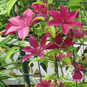 

Клематис Рутель крупноцветковый (3)