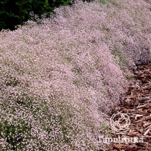 

Гипсофила тихоокеанская розовая