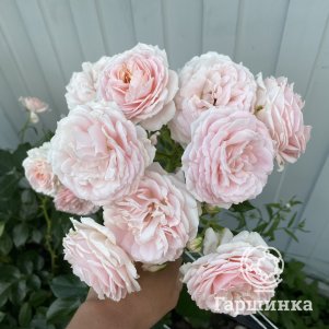 Роза Кремоза флорибунда, Топалович (лиц)