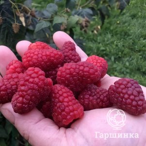 

Малина Атлант ремонтантная высокоурожайная (лицензионная)