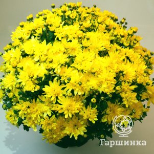 

Хризантема мультифлора Брансаунд Еллоу