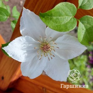 

Клематис Дестини (Судьба) крупноцветковый (2)