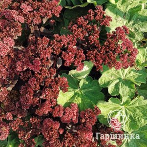 

Очиток (седум) Джози Аубергайн