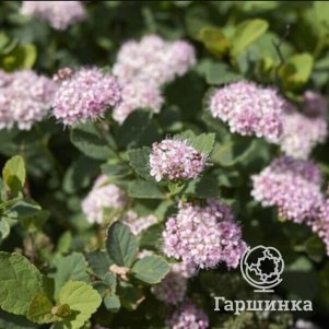 

Спирея Пинк Спарклер