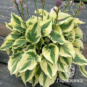 Хоста Пейсли Бордер M 880₽