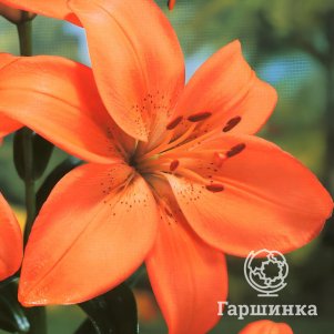 

Лилия Айдахо ЛА-гибрид оранжевая