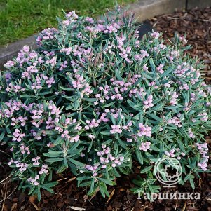 Андромеда Блю Айс