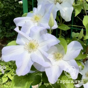 

Клематис Юкикомаши крупноцветковый (2)