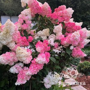 

Гортензия Ванила Фрайз метельчатая