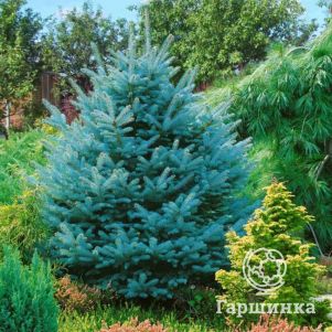 Ель колючая Супер Блю Сидлинг голубая